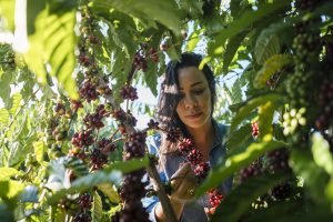 Alianza Nestlé-OIT por trabajo digno en el café