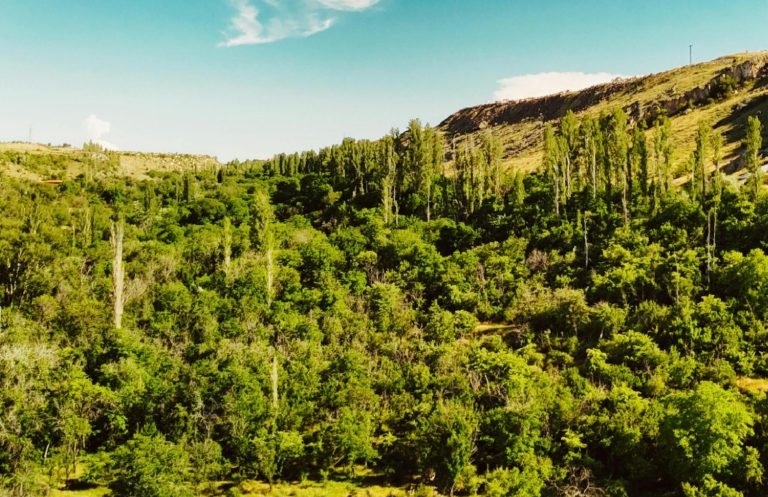 reforestación