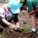 reforestación