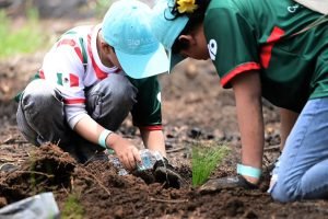 reforestación